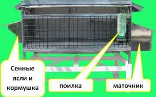 Что это за мех — шуба из рекса